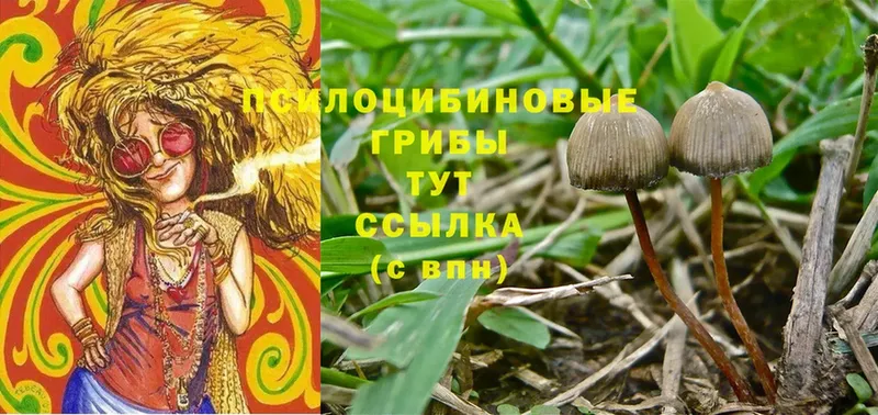 ссылка на мегу tor  Киренск  Псилоцибиновые грибы Psilocybine cubensis 